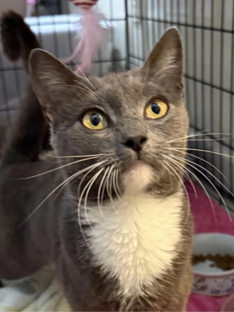A young medium-sized female Gray & White Domestic Short Hair cat named Kelsie for adoption in Pawleys Island, SC