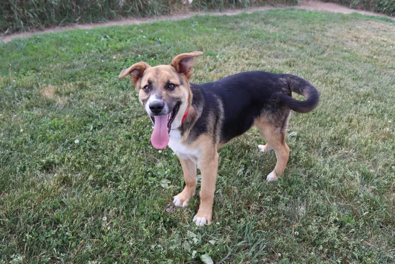 A young large-sized male Shepherd dog named Kestrel for adoption in Austin, MN