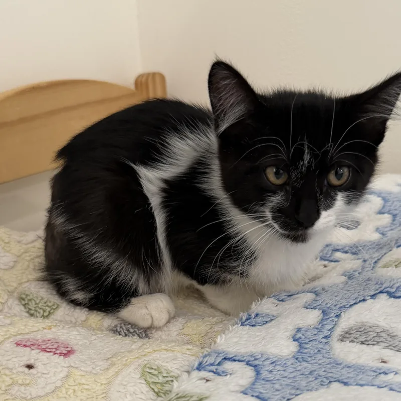 A baby medium-sized female Black & White / Tuxedo Domestic Medium Hair cat named Wynona for adoption in Mount Rainier, MD