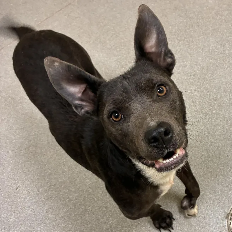 An adult medium-sized female Pit Bull Terrier dog named Pink for adoption in Guntersville, AL