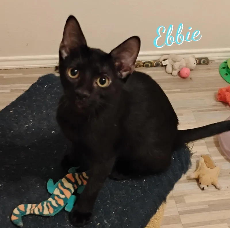 A baby medium-sized female Black Bombay cat named Ebbie patioposse for adoption in Houston, TX
