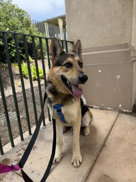 An adult large-sized male Shepherd dog named Rico Pleasant for adoption in San Diego, CA