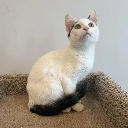 A baby small-sized male Domestic Short Hair cat named Dash for adoption in Janesville, WI