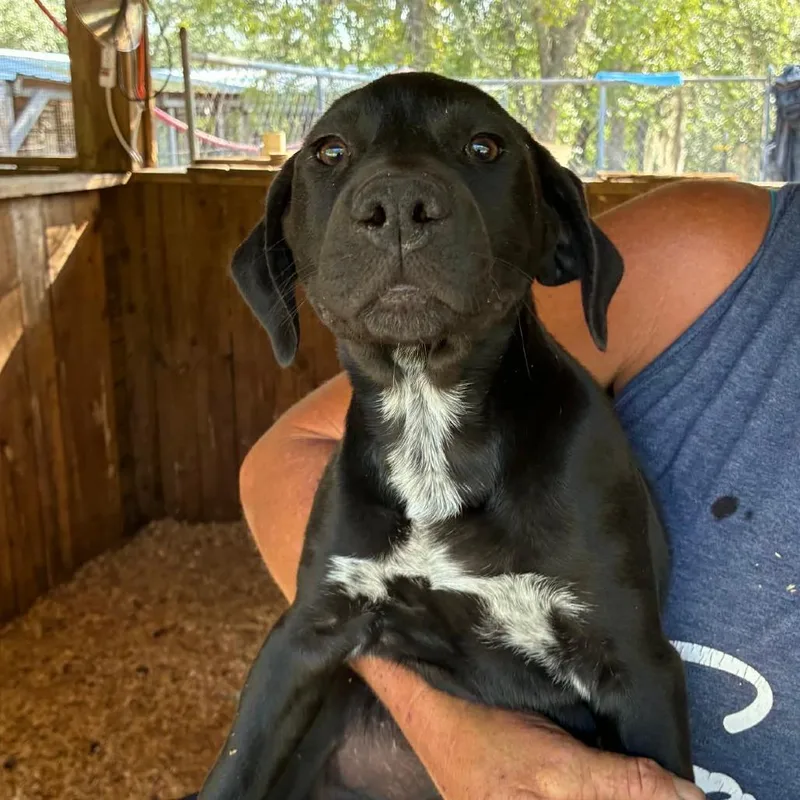 A baby medium-sized female Black Mixed Breed dog named Emily for adoption in Williston, FL