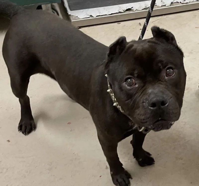 An adult medium-sized male Black American Bully dog named Mello Hold for adoption in Canton, OH