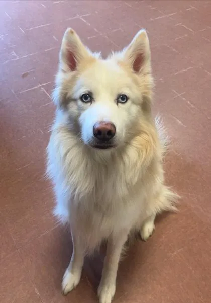 An adult medium-sized male White / Cream Husky dog named Angelo for adoption in Rapid City, SD