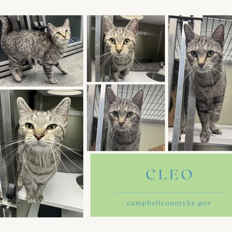 An adult small-sized female Gray / Blue / Silver Domestic Short Hair cat named Cleo for adoption in Melbourne, KY