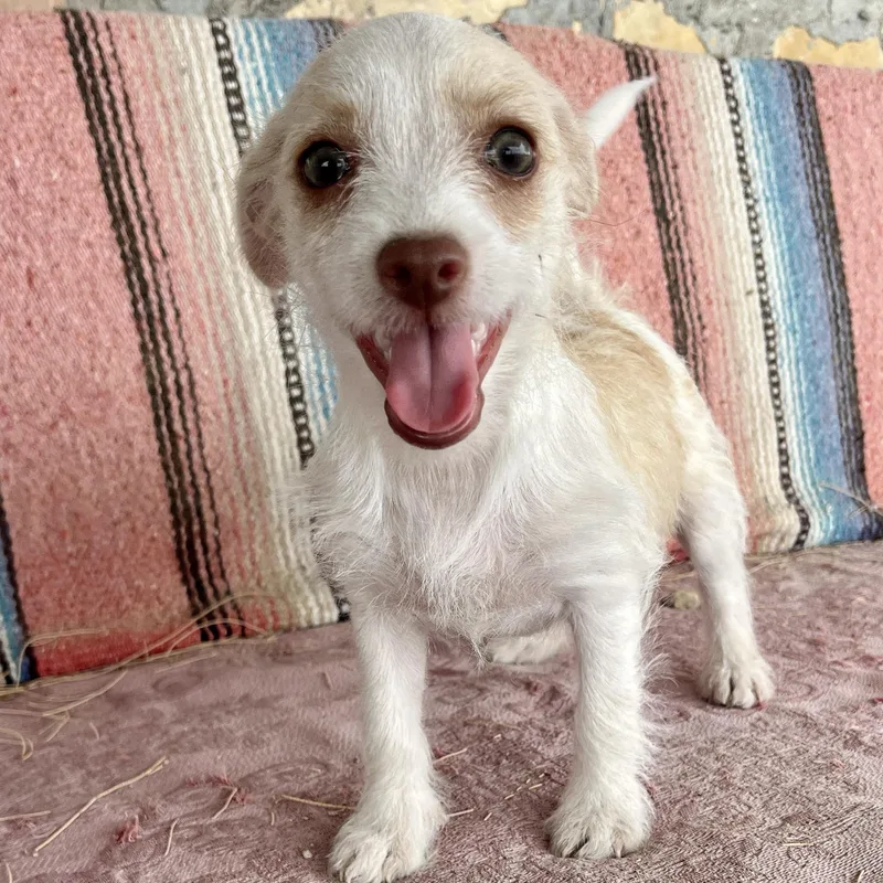 A baby small-sized female Apricot / Beige Chihuahua dog named Clover for adoption in Marfa, TX
