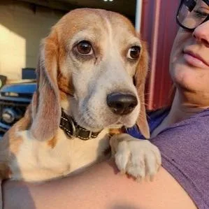 An adult small-sized female Brown / Chocolate Beagle dog named Susie Q for adoption in Riverside, CA