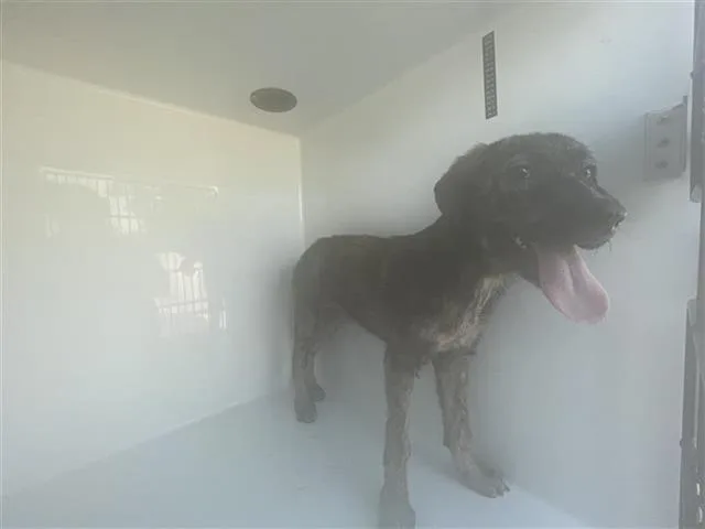 A baby small-sized female Pit Bull Terrier dog named A for adoption in Houston, TX