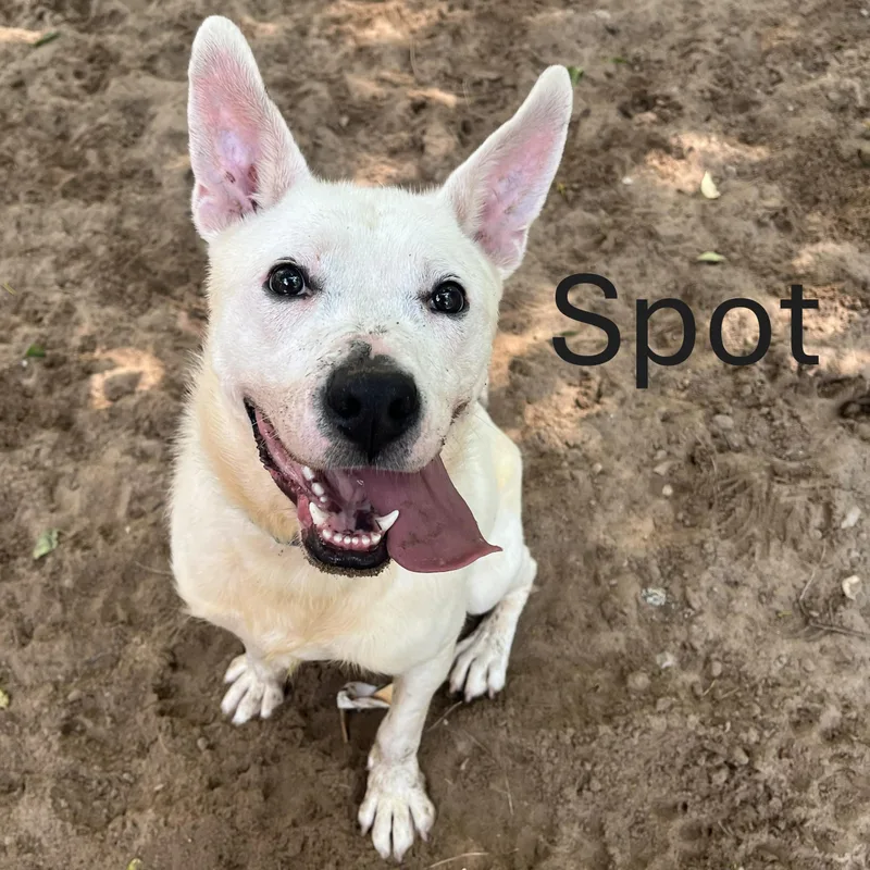 Spot