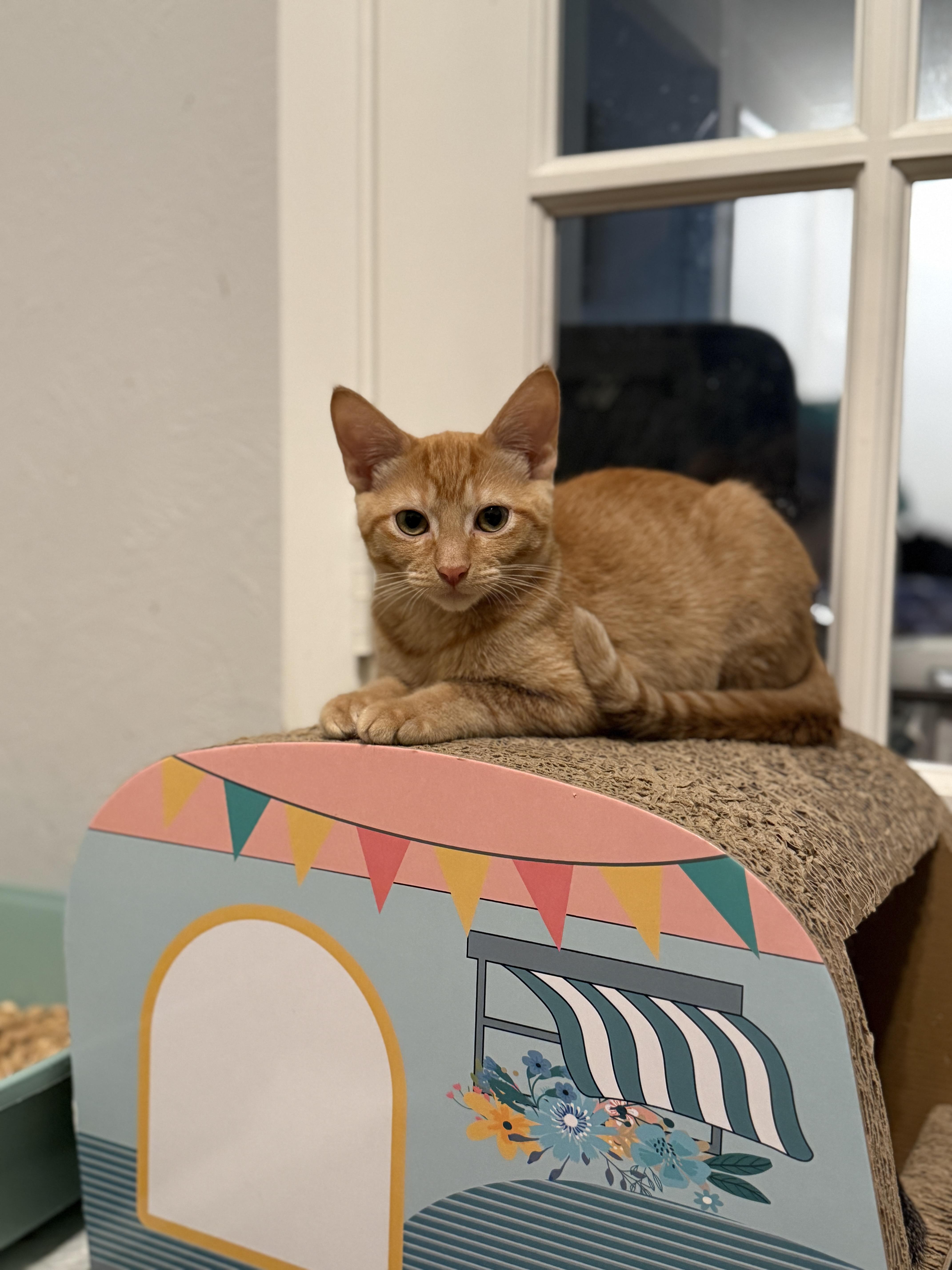 A baby medium-sized male Tabby (Orange / Red) Domestic Short Hair cat named Miles for adoption in Fort Worth, TX