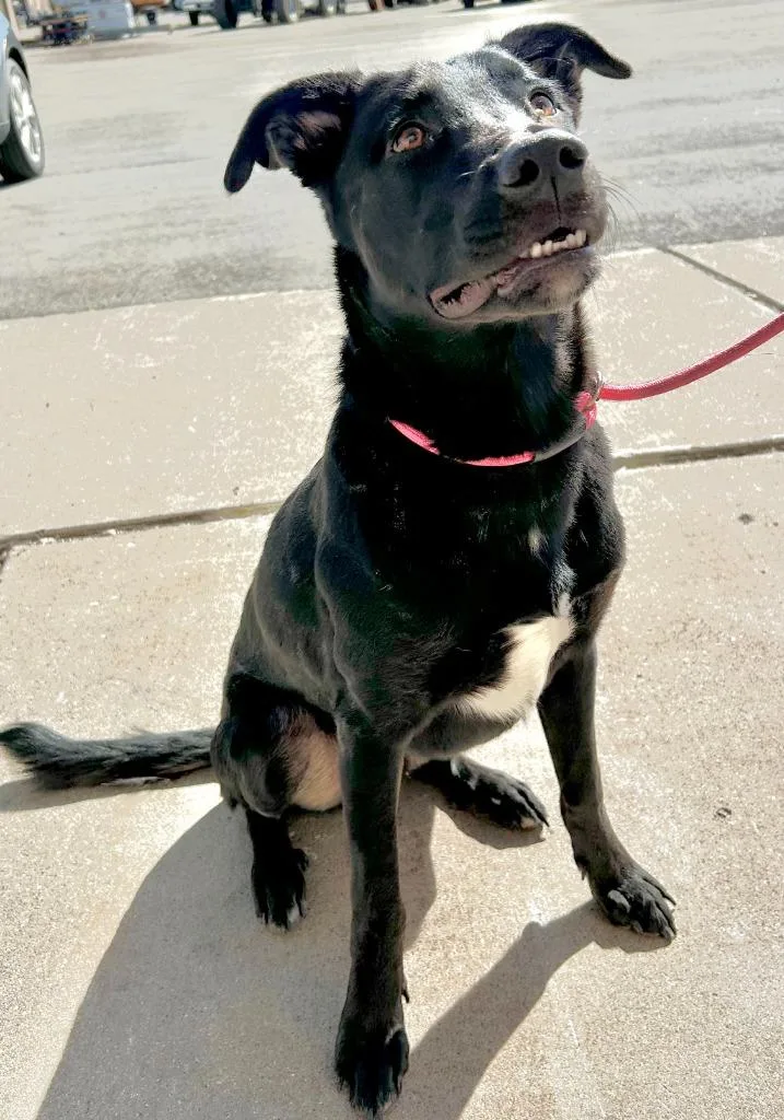 A young large-sized male Mixed Breed dog named Speedy for adoption in Thousand Oaks, CA