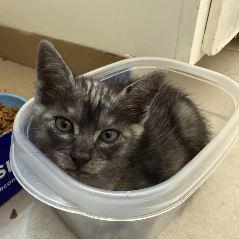 A baby medium-sized male Gray / Blue / Silver Domestic Short Hair cat named Asher for adoption in Bryan, TX