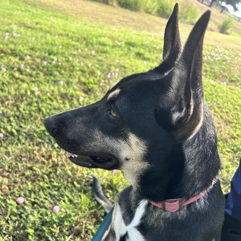 A young medium-sized female German Shepherd Dog dog named Dorito for adoption in Floresville, TX