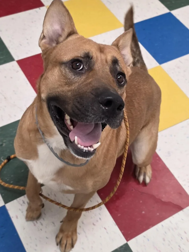 An adult large-sized male German Shepherd Dog dog named Blaze for adoption in Danville, VA