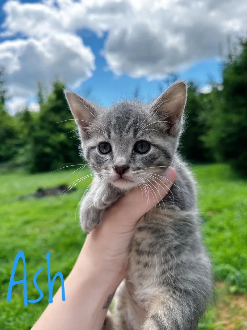 A baby medium-sized male Gray / Blue / Silver Domestic Short Hair cat named Ash for adoption in Bethel, OH