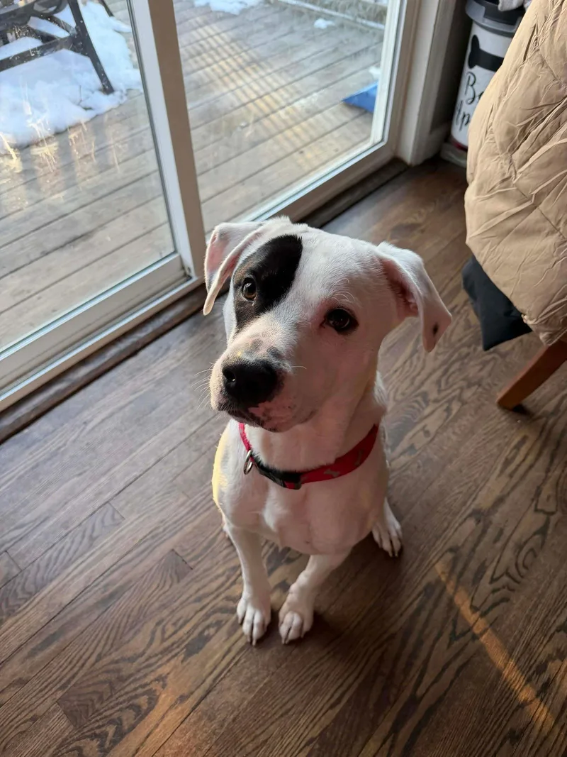 An adult medium-sized male Boxer dog named Petey for adoption in Westwood, NJ