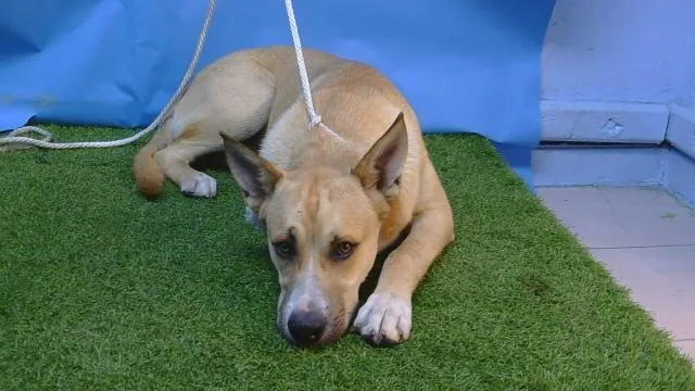 A young large-sized male German Shepherd Dog dog named Solovino for adoption in Gardena, CA