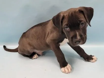 A baby large-sized male Labrador Retriever dog named Jared for adoption in Coon Rapids, MN