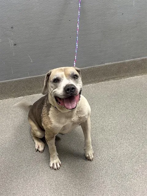A senior medium-sized male Pit Bull Terrier dog named Biggy for adoption in Las Vegas, NV