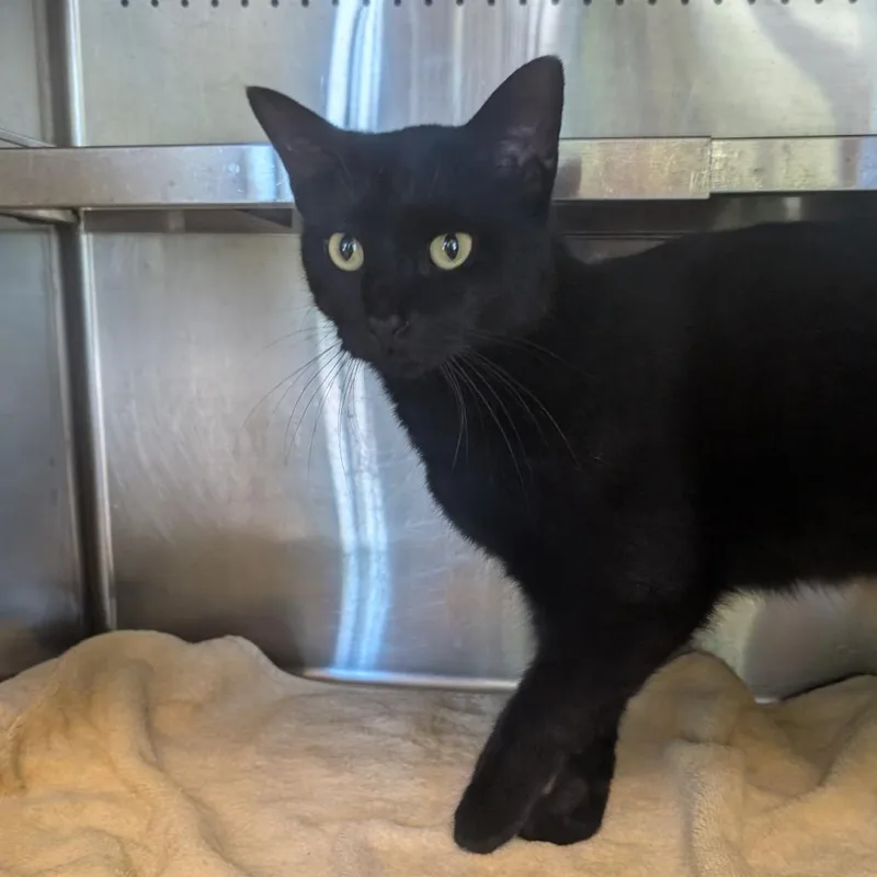 An adult medium-sized female Black Domestic Short Hair cat named Meadow for adoption in Asheville, NC