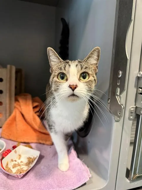 An adult small-sized female Domestic Short Hair cat named Gizmo for adoption in Leesburg, VA