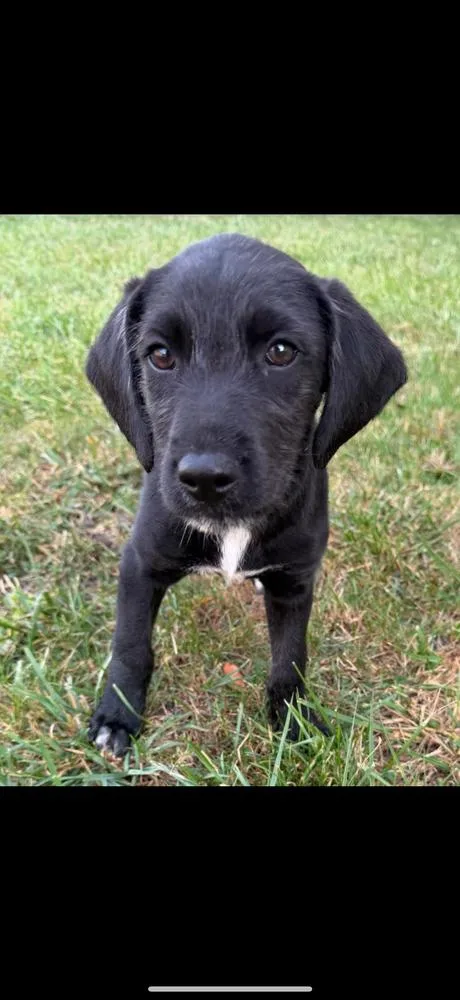 A baby medium-sized female Labrador Retriever dog named Penny for adoption in Cheektowaga, NY