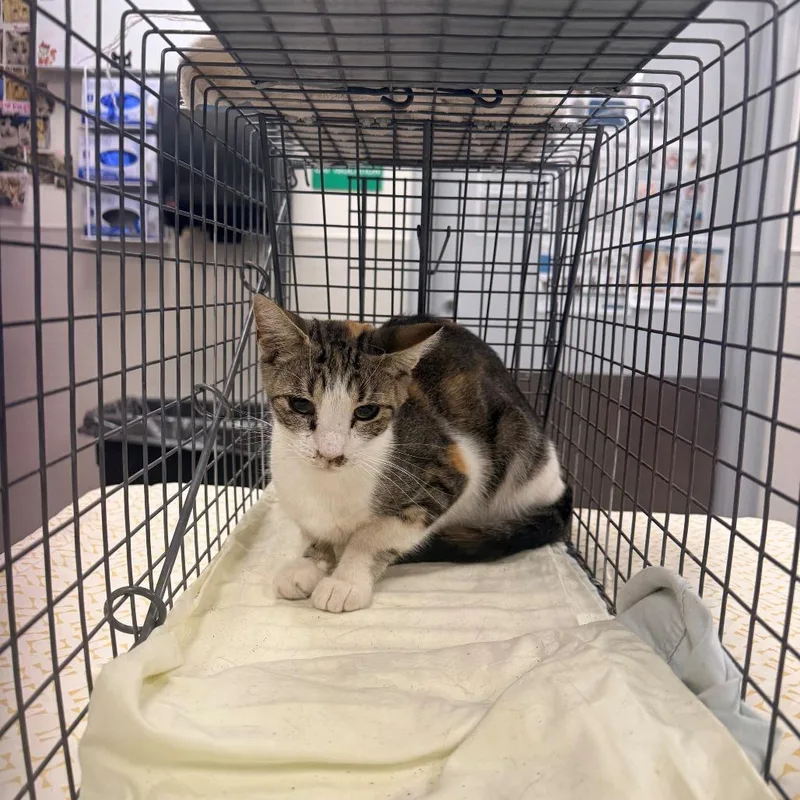 An adult medium-sized female Calico Domestic Short Hair cat named Shygirl for adoption in Las Cruces, NM