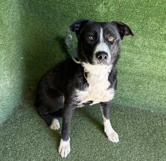 A young medium-sized female Australian Cattle Dog / Blue Heeler dog named Gemma for adoption in Lancaster, CA