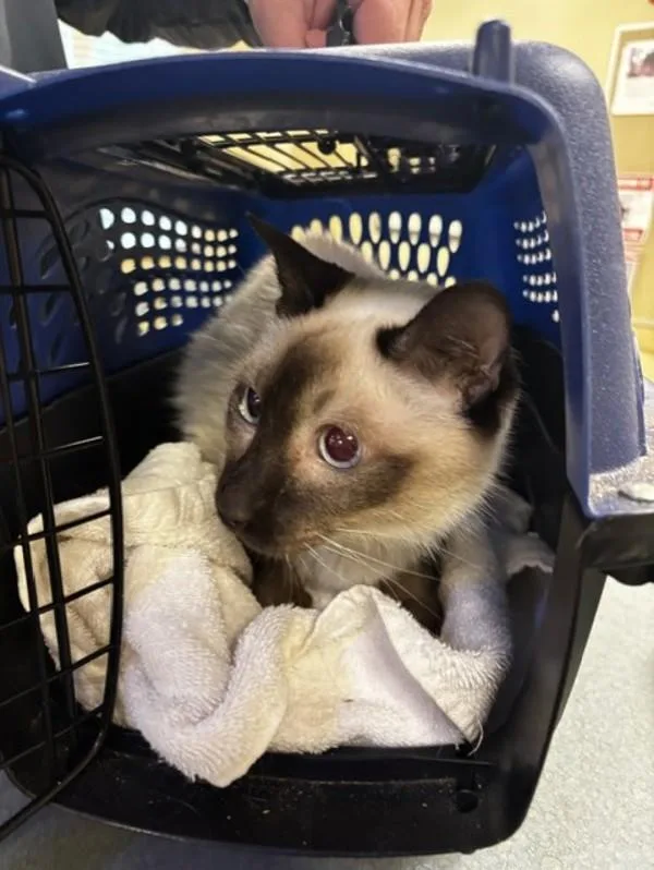 An adult small-sized male Tonkinese cat named Oliver for adoption in Virginia Beach, VA