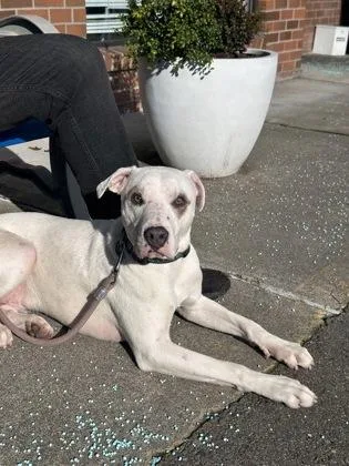 A young large-sized male Pit Bull Terrier dog named Krispy for adoption in Seattle, WA