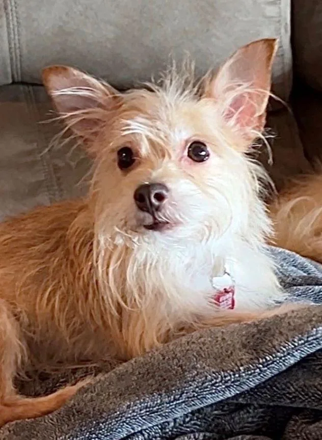 An adult small-sized female Yellow / Tan / Blond / Fawn Yorkshire Terrier dog named Liliah Rose for adoption in Tulsa, OK