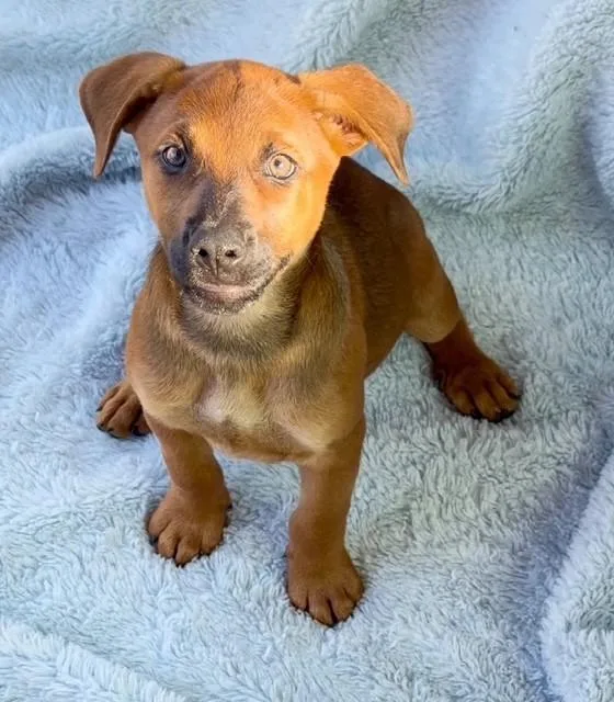 A baby medium-sized male Brown / Chocolate Hound dog named Pupper for adoption in Homestead, FL