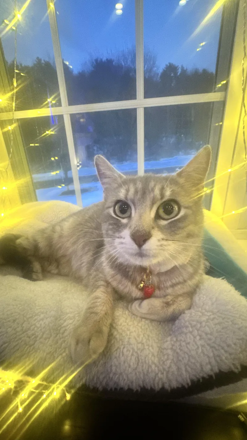 A young medium-sized female Tabby (Gray / Blue / Silver) American Shorthair cat named Rosie for adoption in Scituate, MA