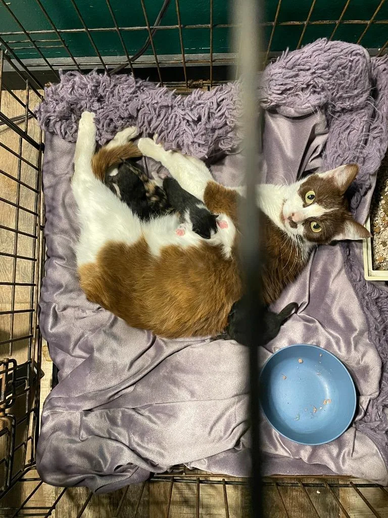 A young small-sized female Domestic Long Hair cat named S'mores for adoption in Thousand Oaks, CA