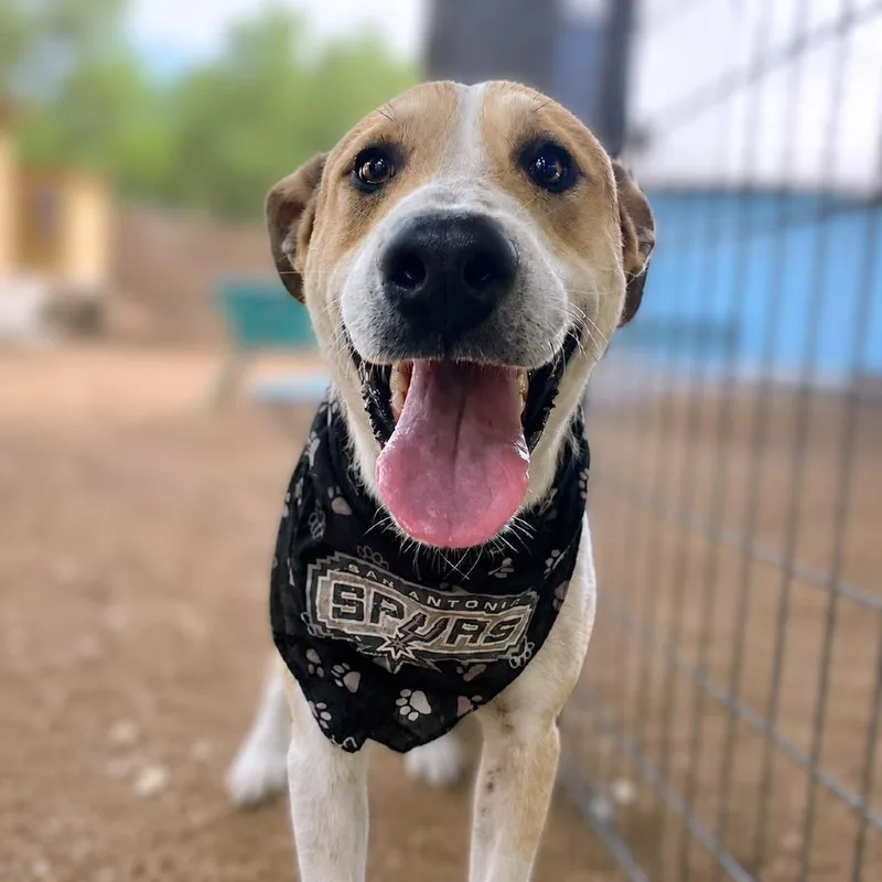 An adult medium-sized male White / Cream Labrador Retriever dog named Rugen for adoption in Boerne, TX