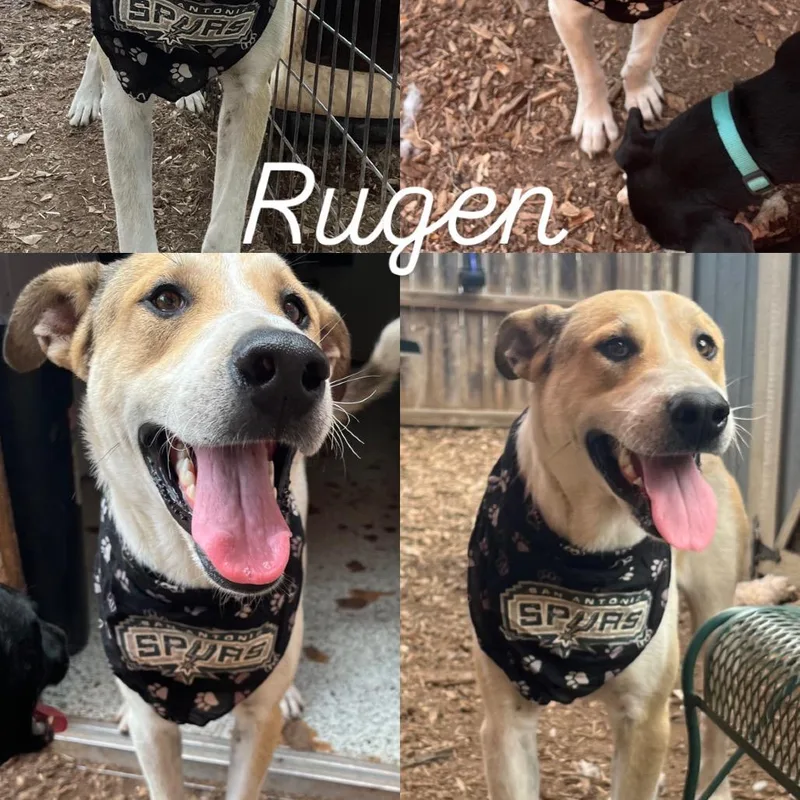 Rugen thumbnail 2