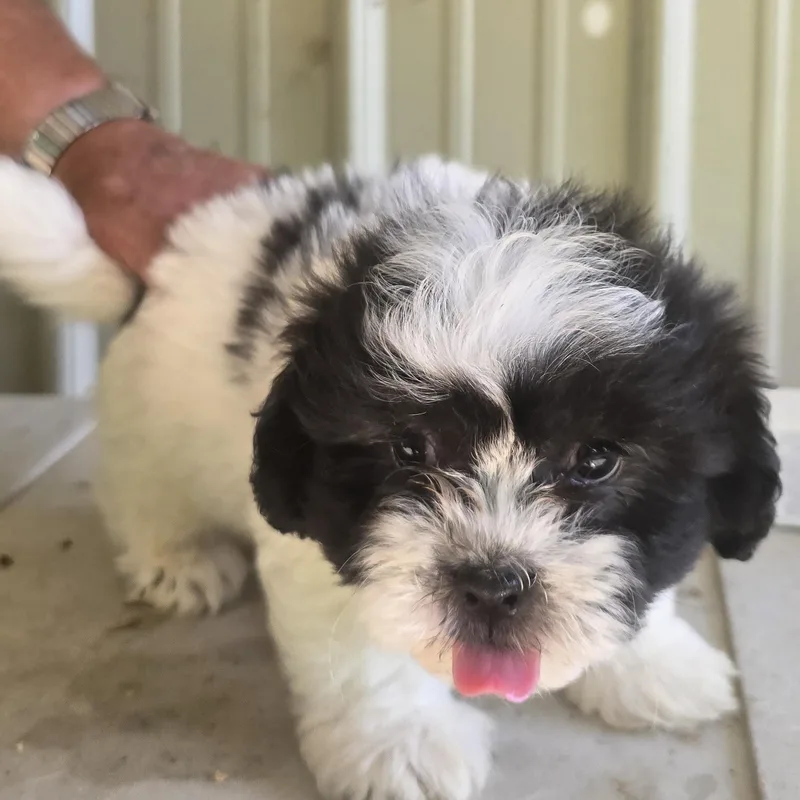 A baby small-sized male Black Bichon Frise dog named Beau for adoption in Zaleski, OH