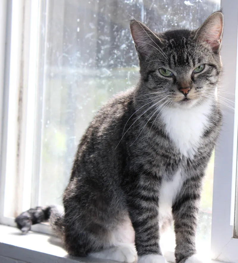 An adult medium-sized female Tabby (Tiger Striped) Domestic Short Hair cat named Gnome for adoption in Huron, SD
