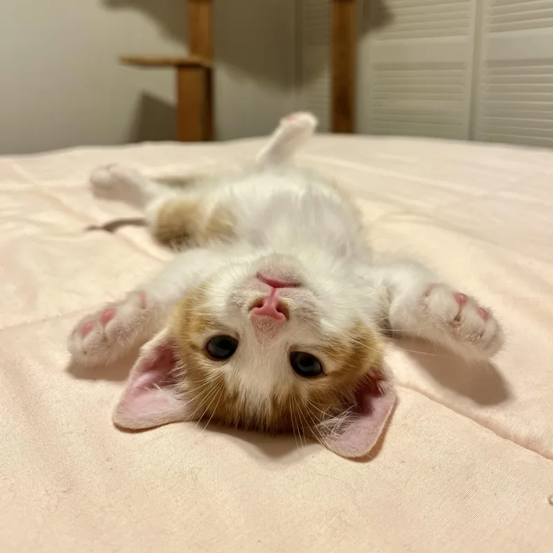 Milo