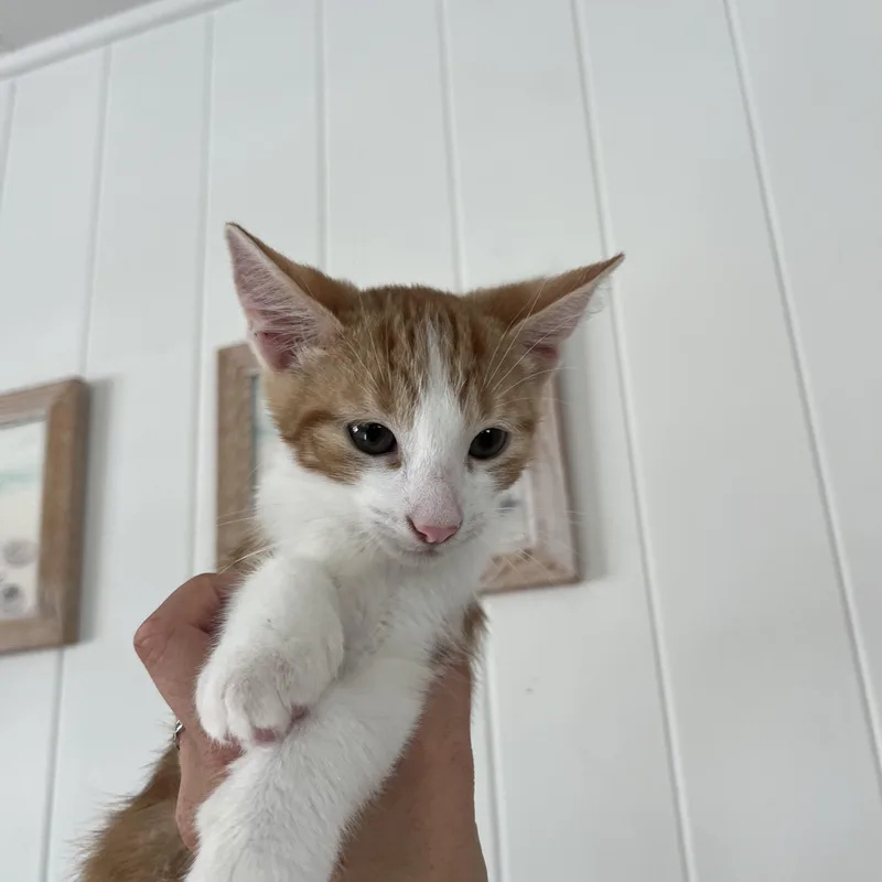 Milo thumbnail 2