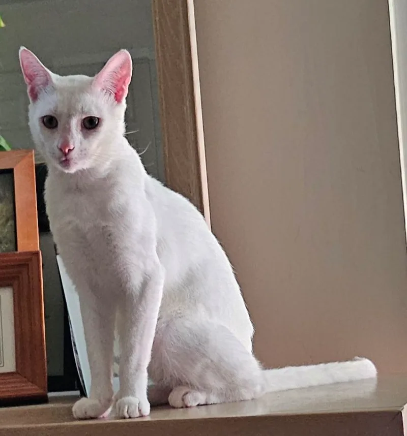 Doby Handsome Oriental