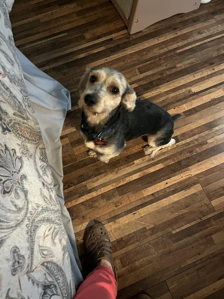 An adult small-sized male Tricolor (Brown, Black, & White) Yorkshire Terrier dog named Bop It for adoption in Cortez, CO