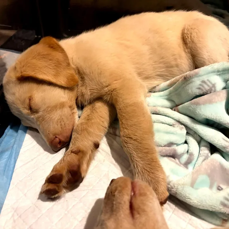 A baby small-sized female White / Cream Labrador Retriever dog named Star for adoption in San Antonio, TX