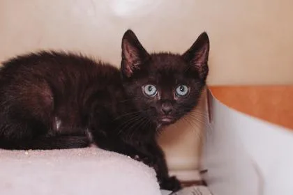 A young small-sized male Domestic Short Hair cat named a Elliot for adoption in North Charleston, SC