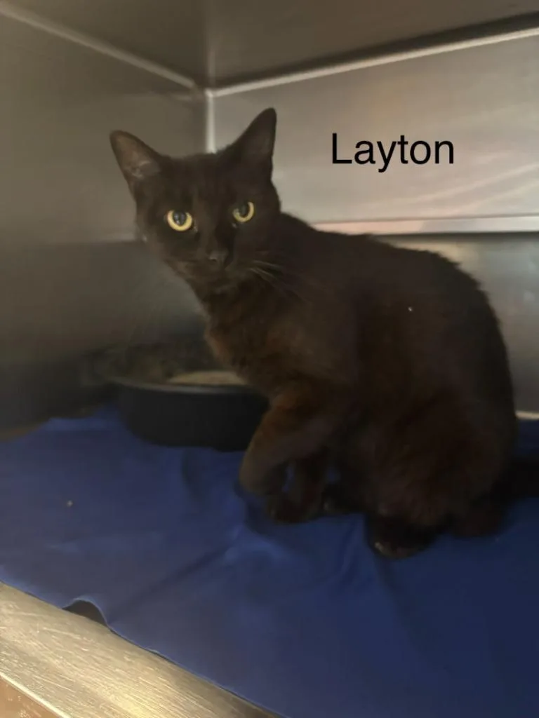 An adult medium-sized male Domestic Short Hair cat named Layton for adoption in Cambridge, MD