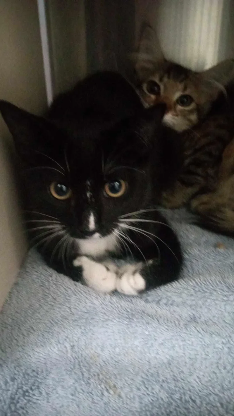 A young medium-sized male Black & White / Tuxedo Domestic Short Hair cat named Unknown for adoption in Burgaw, NC
