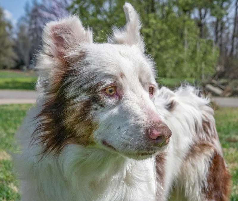 An adult medium-sized male Australian Shepherd dog named Kenny for adoption in Franklin, TN