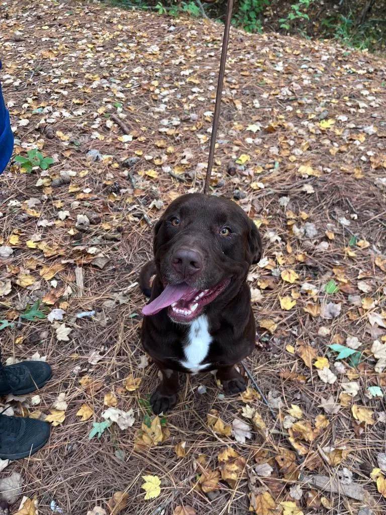 A young large-sized male Labrador Retriever dog named Bru Bru for adoption in Cambridge, MD